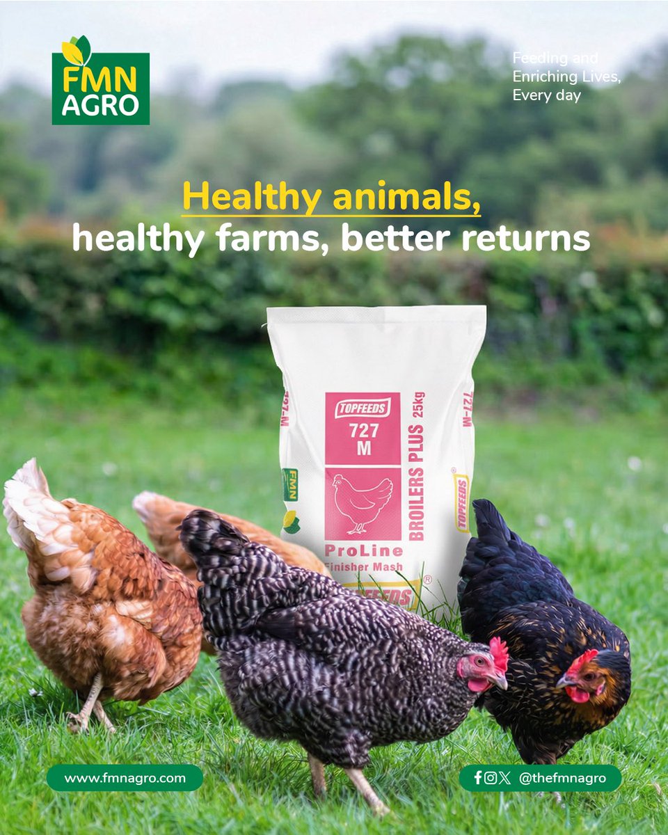 TheFMNAgro's tweet image. Good nutrition strengthens immunity, improves reproduction, and supports growth- reducing losses and increasing productivity. FMN Agro feeds are designed to keep livestock healthy, active, and profitable.

#FMNFeeds #FMNAgro #LivestockHealth #farming