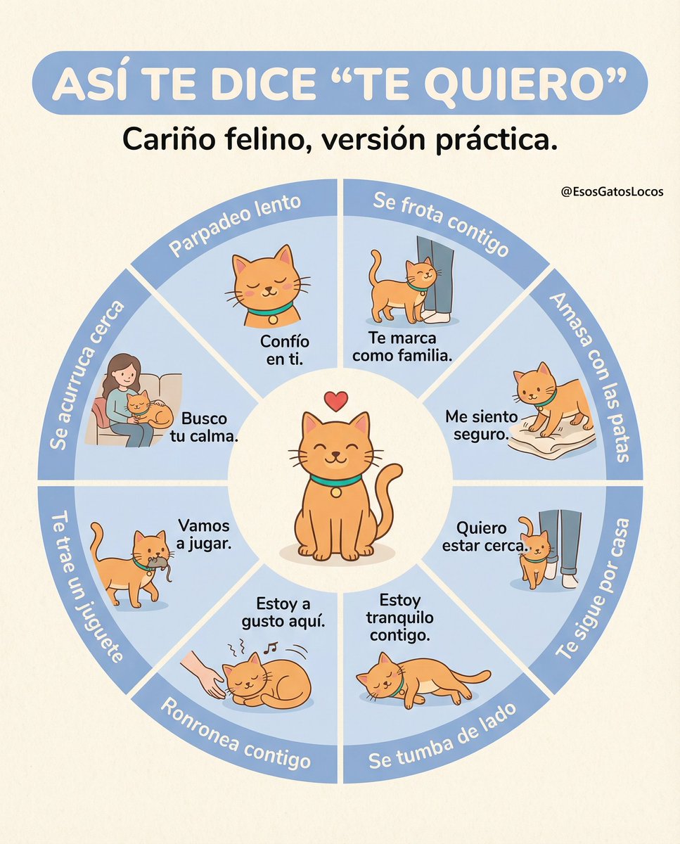 Esos gatos locos tweet media