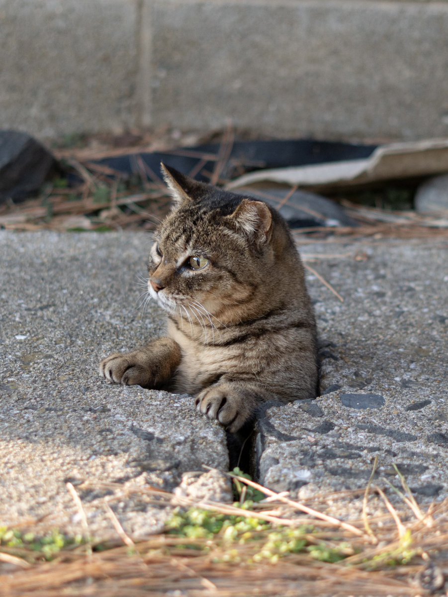 bluebirdjourney's tweet photo. 猫写真をやってます。サラリーマンではありますが、副業可ですので、記事執筆やカレンダー、写真展（個展等）、PR案件（カメラ、ガジェット系等）等ご対応させていただけます。もちろん出版のお話は大歓迎です。

こんな作風でよろしければ是非お声がけください。

これまでのプロフィールはNoteにまとめたものがありますので、コメント欄のリンクをご覧ください。

ご依頼はプロフィールに載せてるメールか、このXのDMまで、どうぞよろしくお願いいたします。🐱