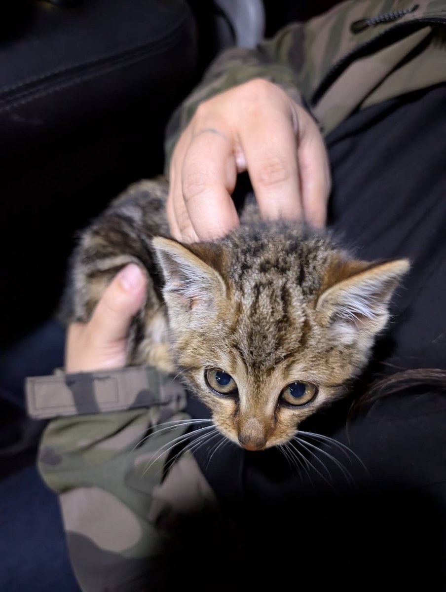 【探してます！】

この猫ちゃんを飼ってくれる方いませんか？

マンションの駐車場にて見つけられた猫ちゃんを保護しています。周りに親猫の姿もないらしく、捨て猫なのかな？
とてもきれいな顔立ちの子です。
気になる方はご連絡ください！