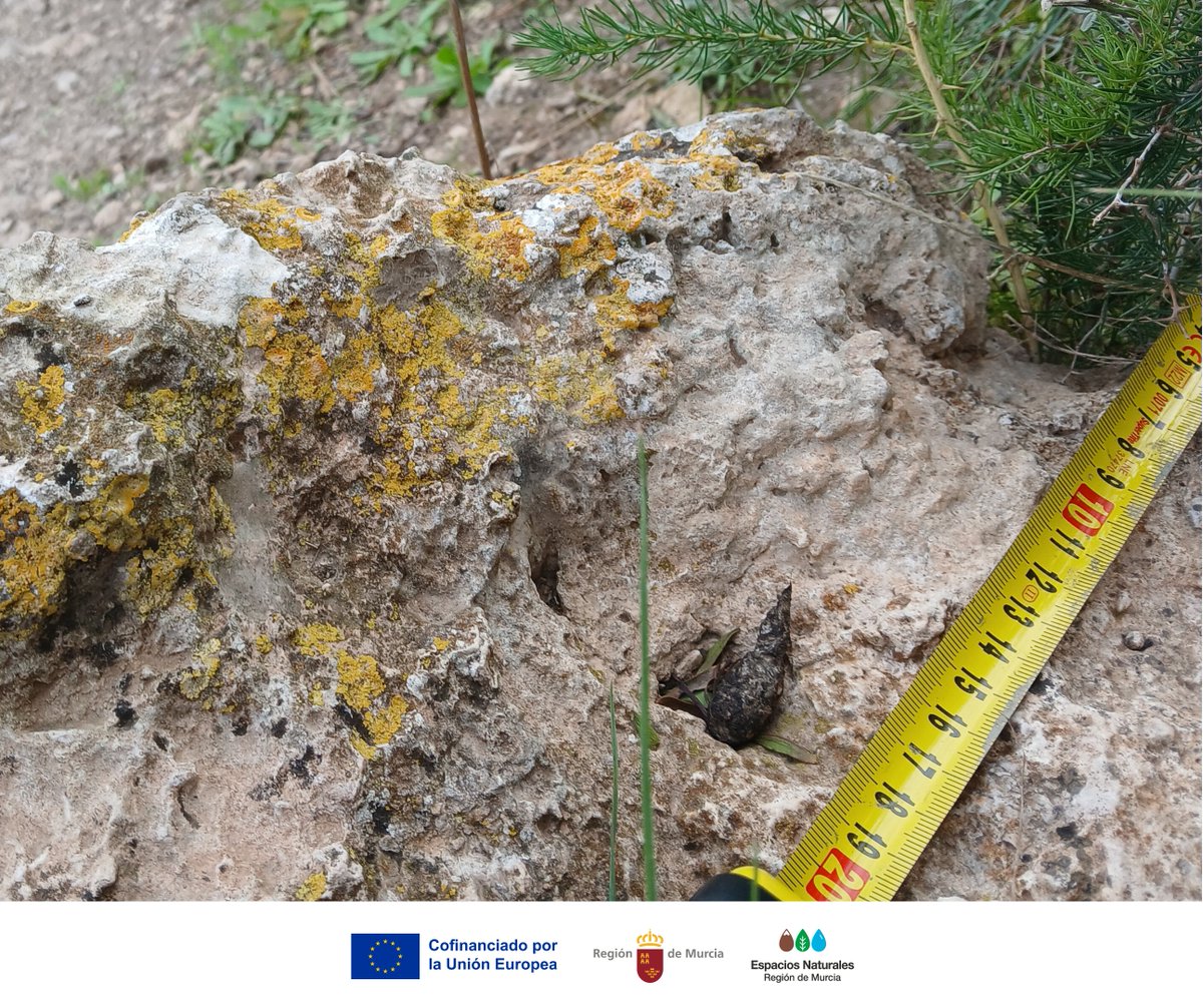 Parque Regional Calnegre y Cabo Cope tweet media