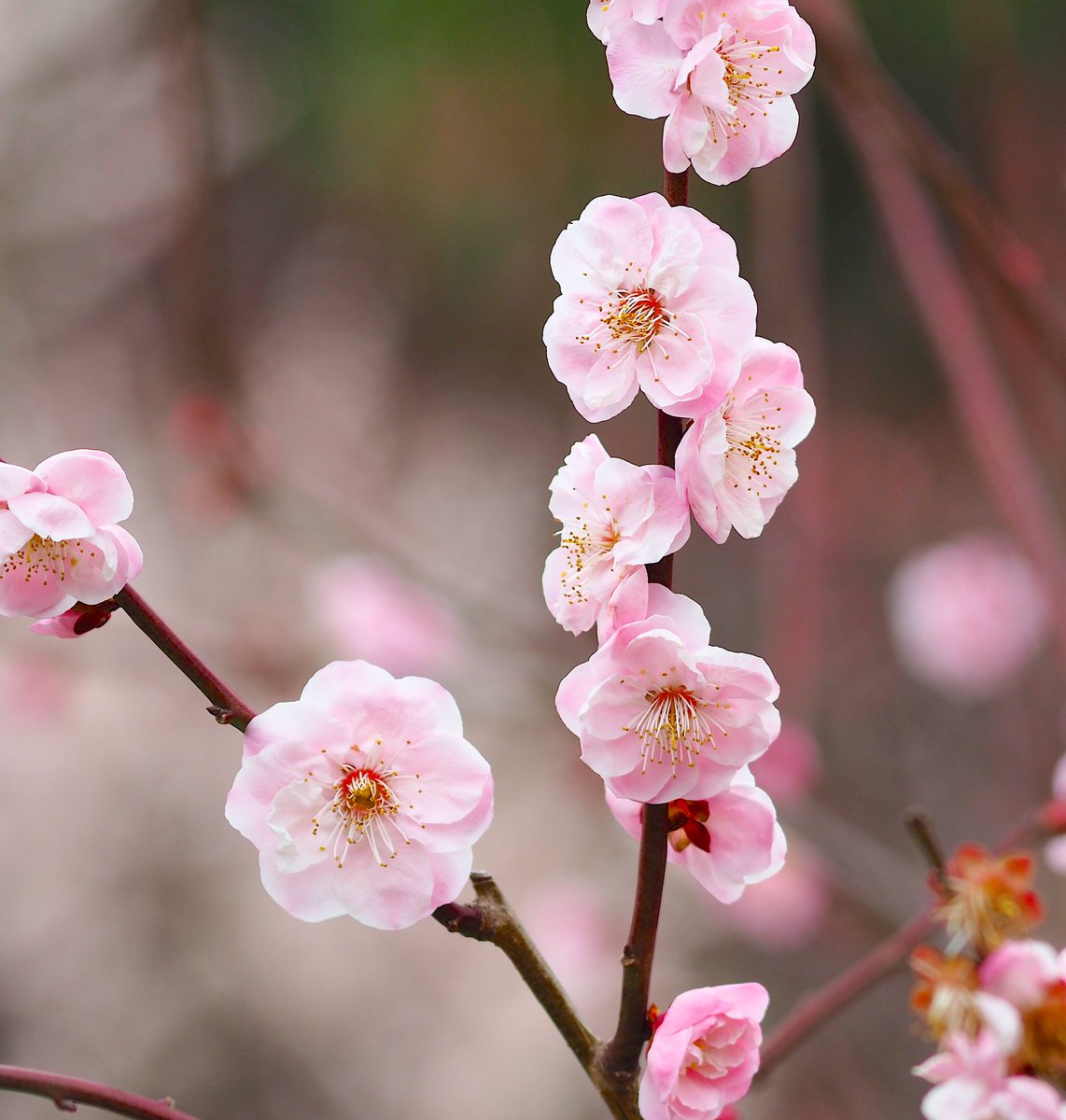 Amaterasu00001's tweet photo. 武蔵野（ムサシノ）
由来①「武蔵野のように大きな花の梅」
花梅の一品種。
日本の梅の品種の中で最も大きな花が咲く。
広大な武蔵野の平野のような大きな花が咲く事が由来。
最大で花の直径が５cmになる。
遅咲きの品種で、３〜４月頃に淡紅色の花が咲く。 https://t.co/g8MDNmwduk