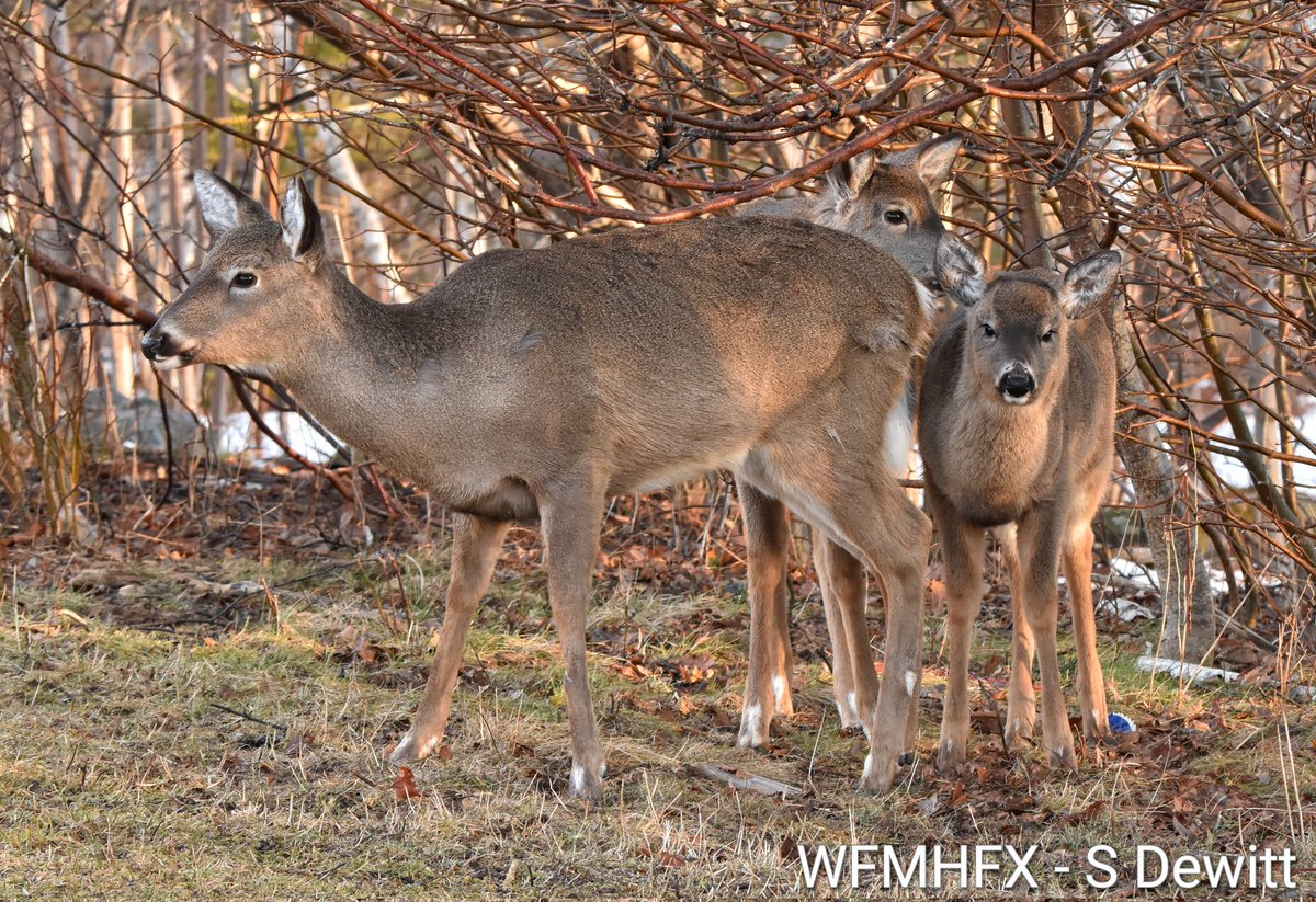 WaterfrontMdaHfx tweet media