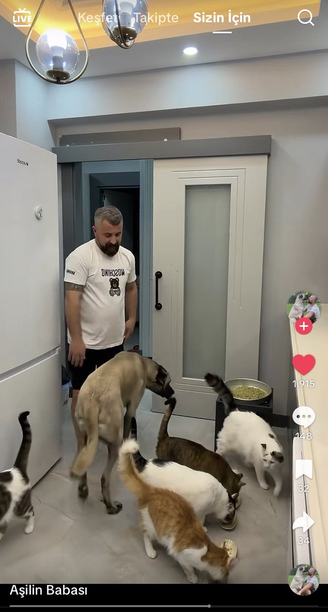 Bu abiye tiktokta denk geldim. Engelli çomarı ve kedileri var. Bebek gibi bakıyor hepsine. Mükemmel biri
