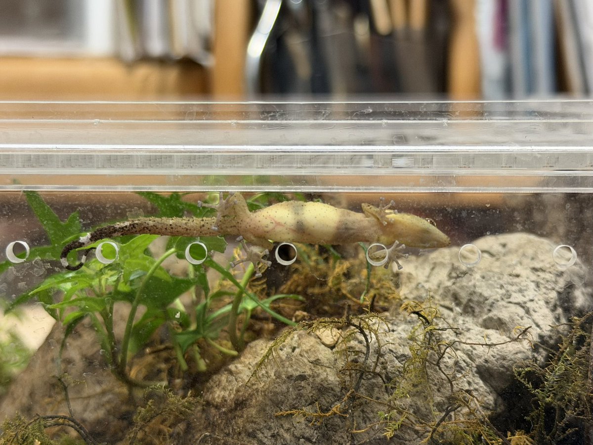 H i NA@EuLUCA tweet media