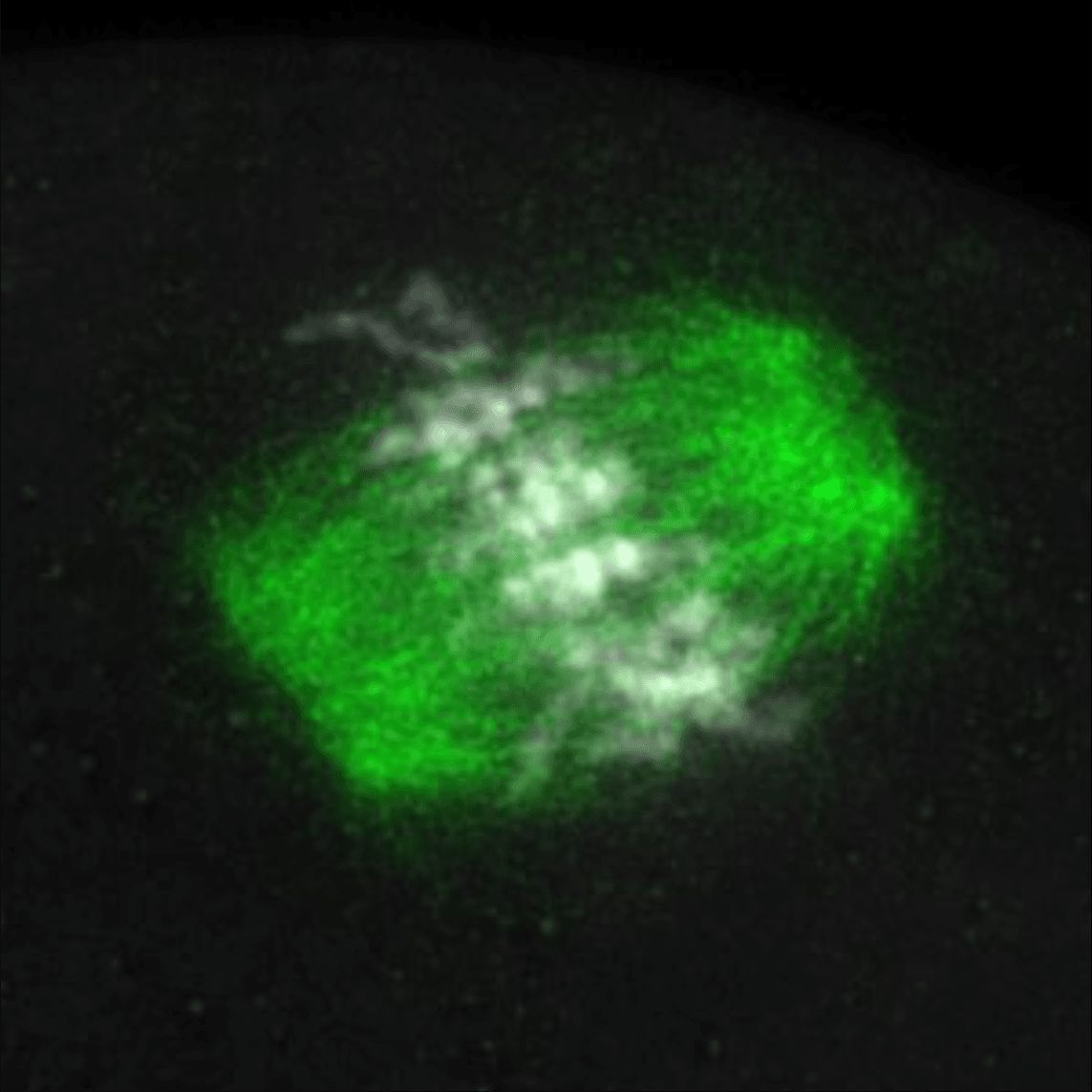 Fulka Lab tweet media