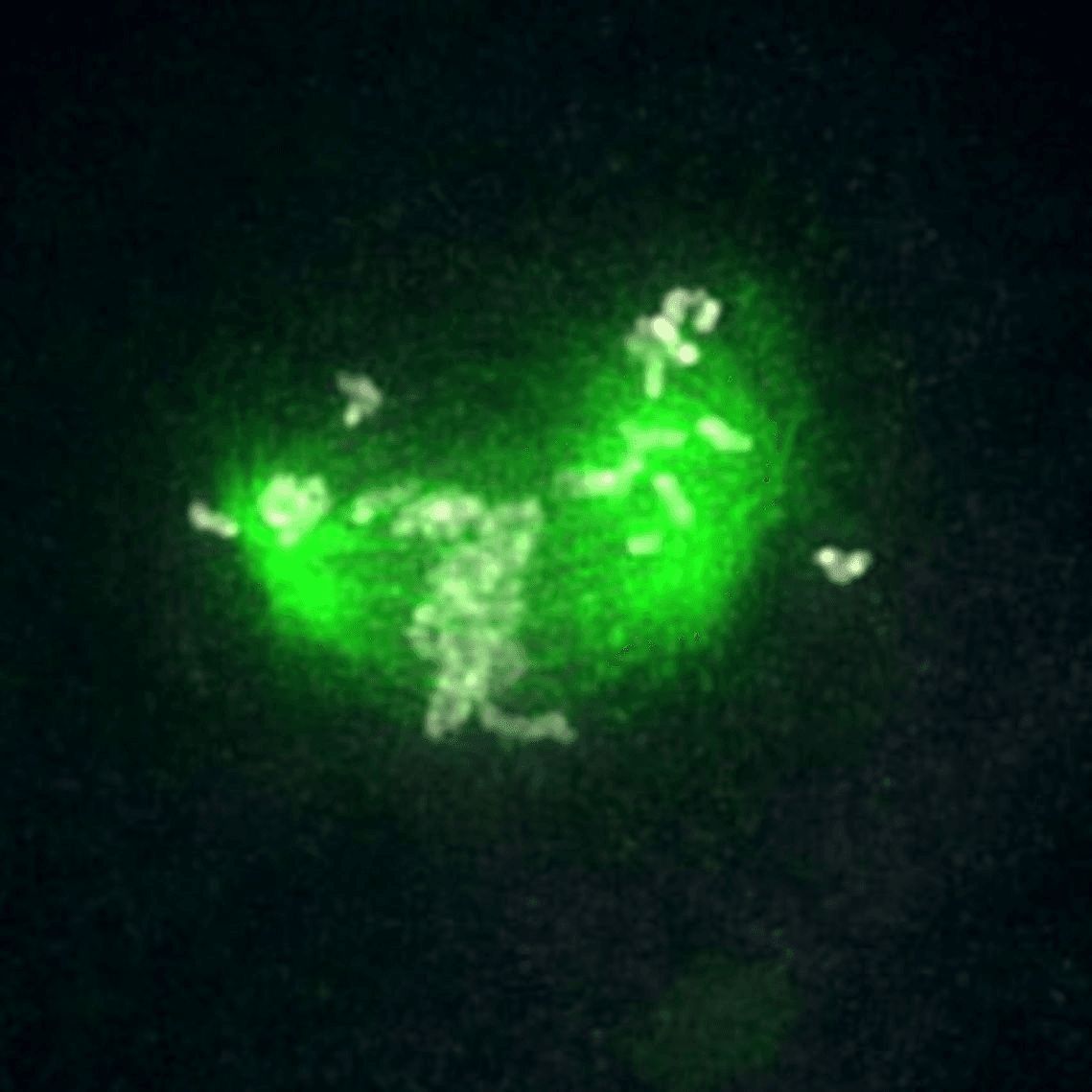 Fulka Lab tweet media