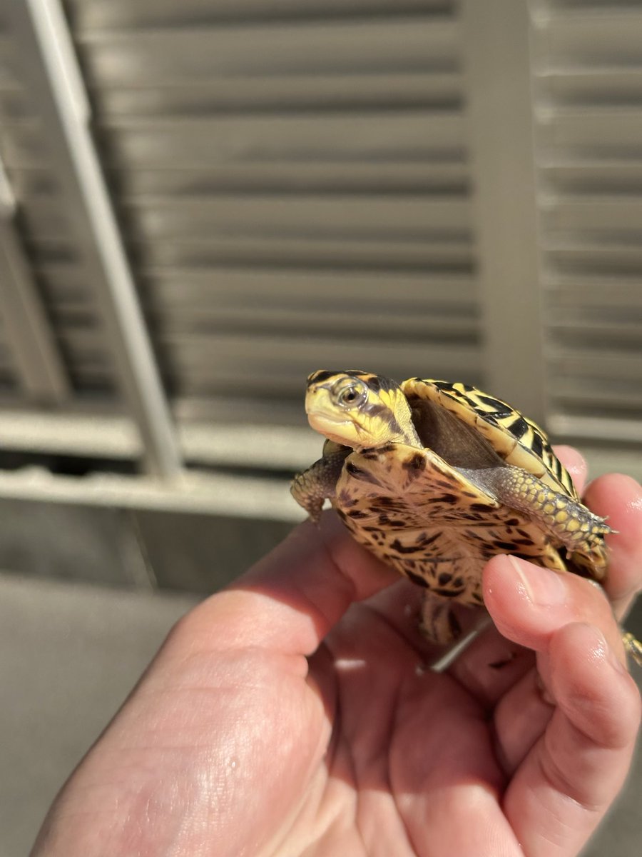 Antonio Jr BLACK tweet media