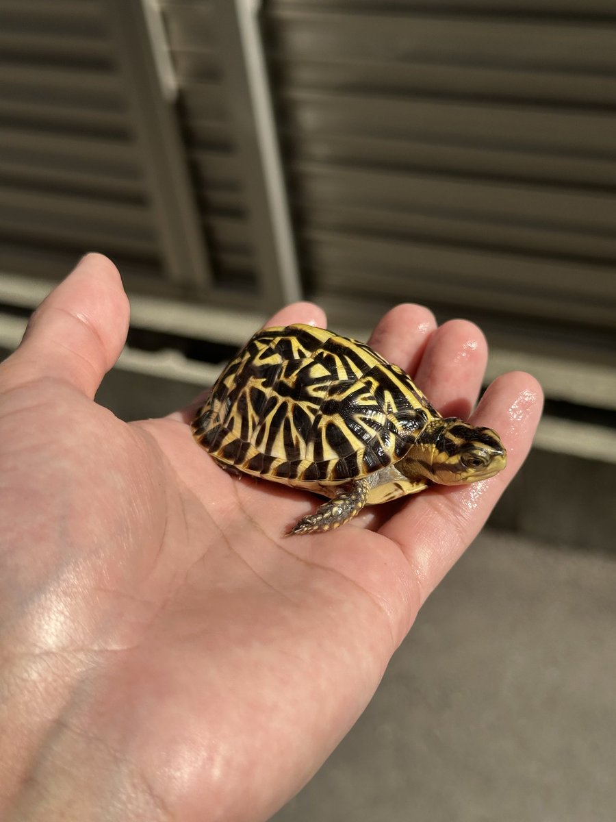 Antonio Jr BLACK tweet media