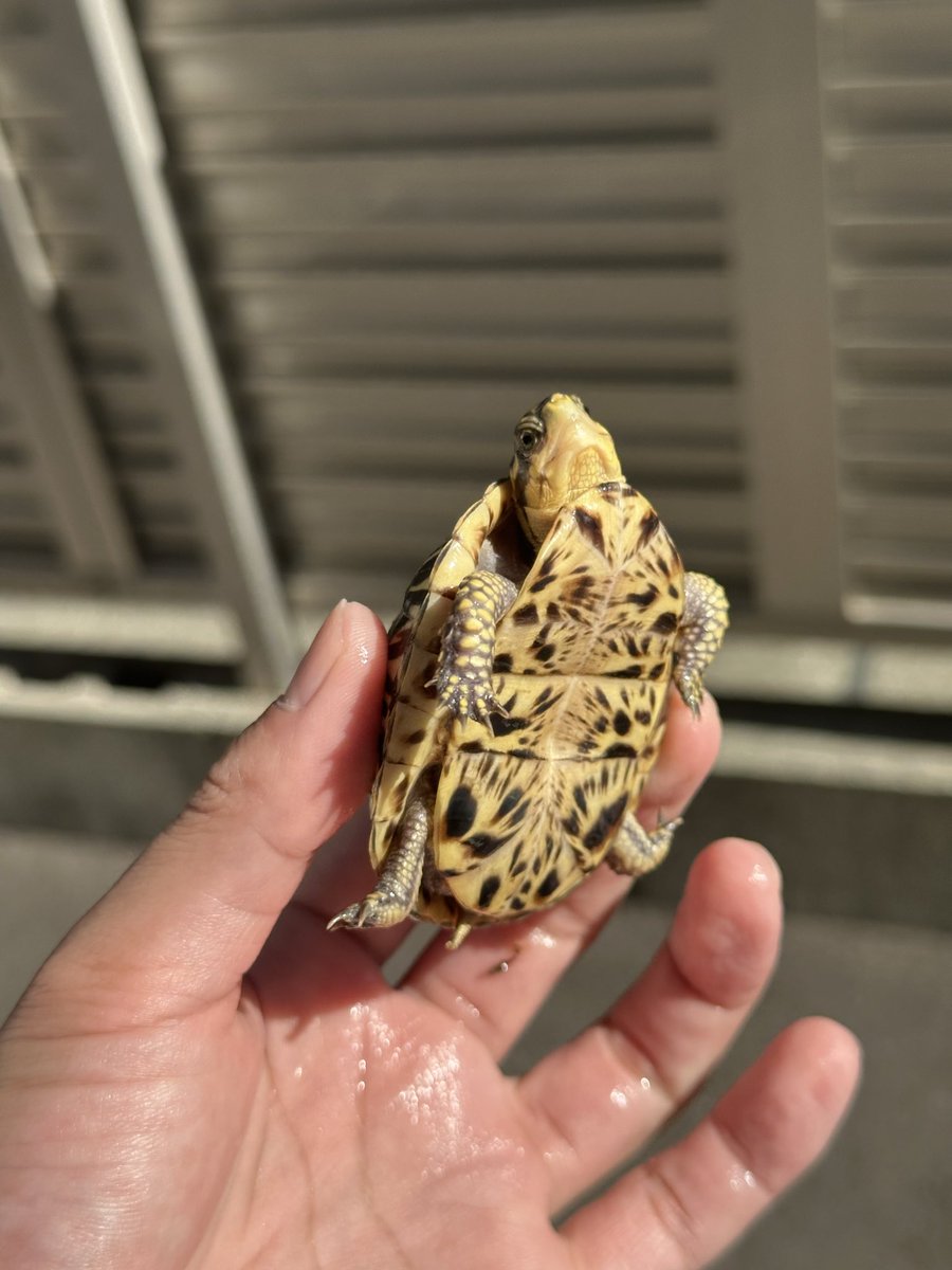 Antonio Jr BLACK tweet media