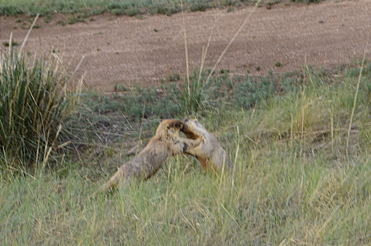 秀良子 tweet media