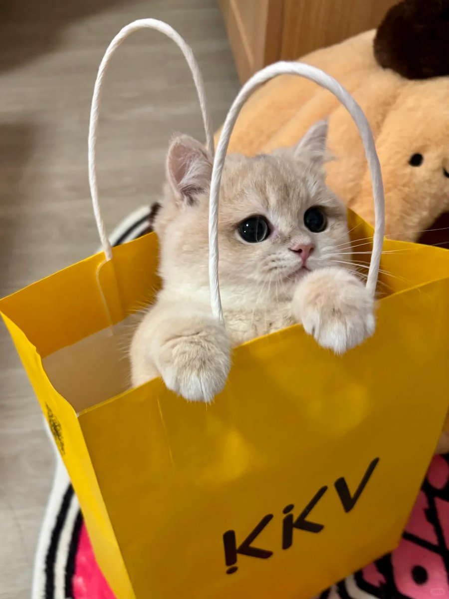 cutest cats tweet media