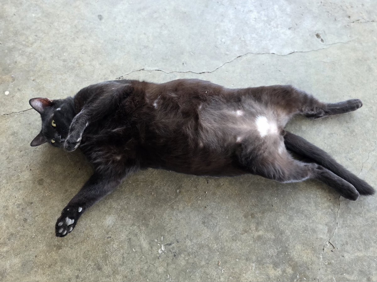 แมวทองมี กวีพเนจร tweet media