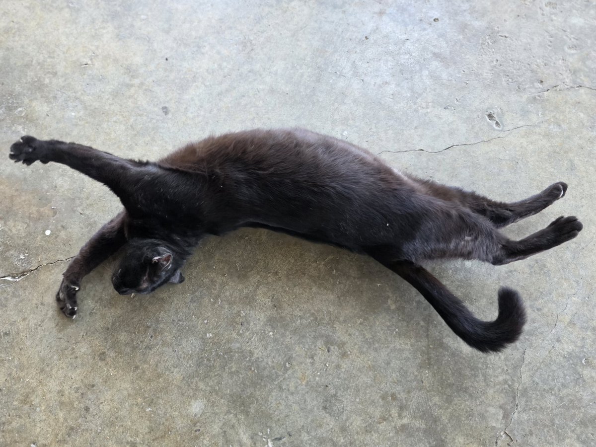 แมวทองมี กวีพเนจร tweet media