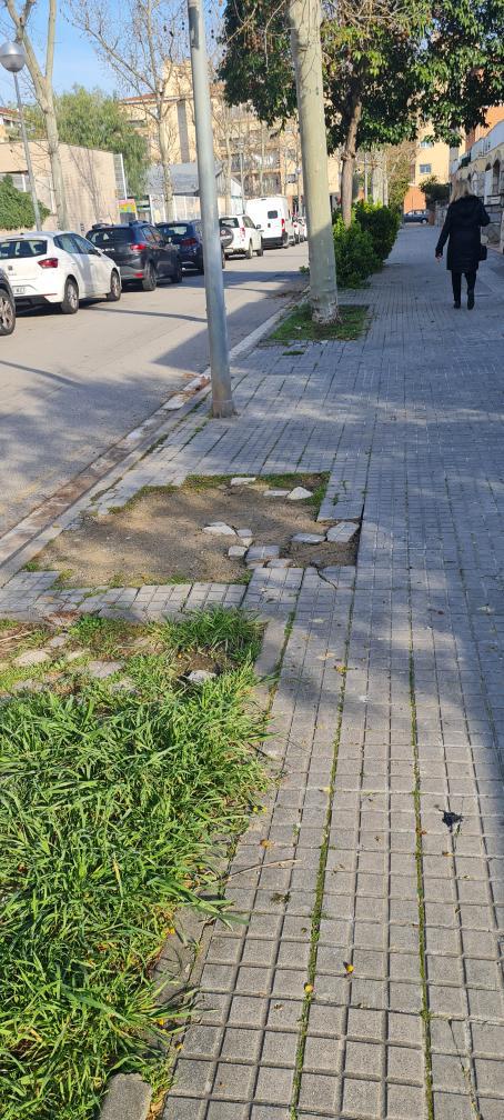 Molletopina tweet media