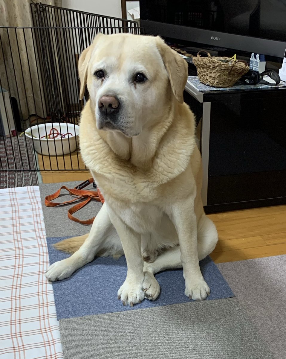 元気どすえ