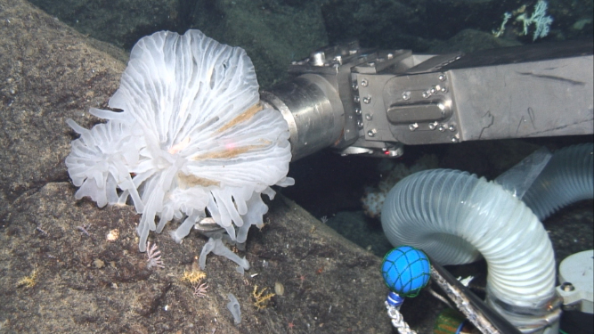 JAMSTEC 海洋研究開発機構 ＼海と地球の研究所／ tweet media