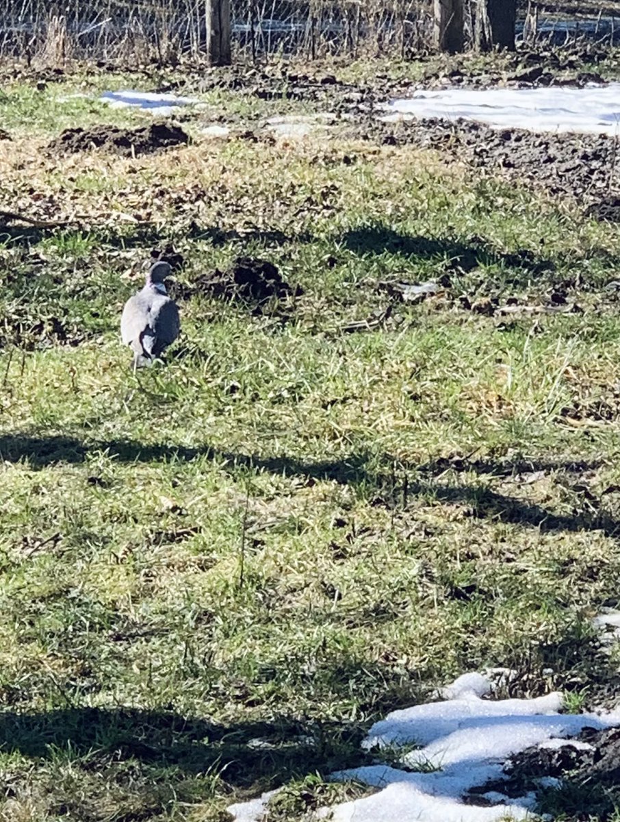 Прилетіло вже, пасеться