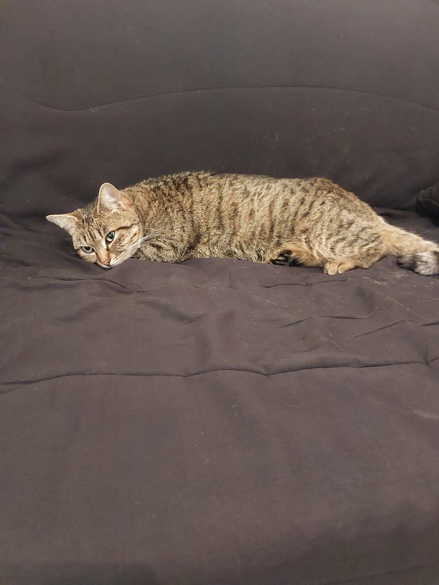 scrappy repos apres avoir eu bobo à la patte, jtm mon bb tu m'manques :(