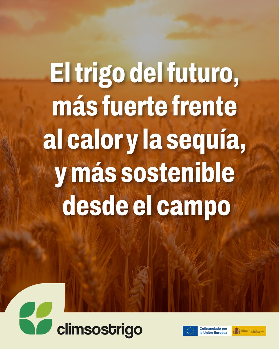 Climsostrigo tweet media