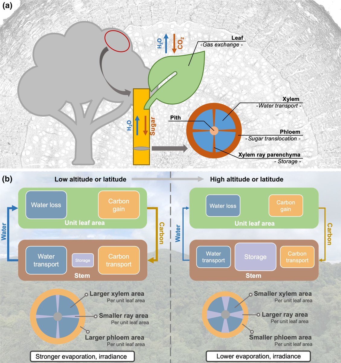 Canopy trees balance wood transport and storage tissues differently across climates

Zhang et al.

nph.onlinelibrary.wiley.com/share/YE7I833T…