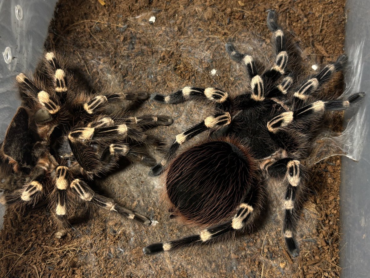 Kuri_tarantula's tweet photo. Acanthoscurria geniculata ♀
サンタレムピンクヘアード
(ブラジリアンホワイトニー)

脱皮
嘘みたいだろ？
腹パンみたいだろ？
脱皮直後だぜ？これ。 https://t.co/9iaJGYkXQj