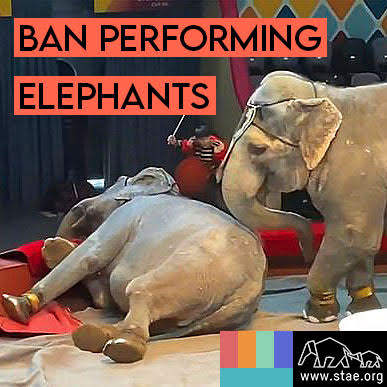stae_elephants's tweet photo. Elephant performances are so brutal and cruel. They should be banned permanently everywhere! https://t.co/Wf6ovxHXtn