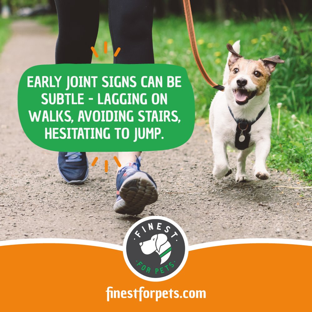 FinestForPets's tweet image. Early joint signs can be subtle - lagging on walks, avoiding stairs, hesitating to jump. Learn more: finestforpets.com

#FinestForPets #JointRepairChews #DogJointHealth
