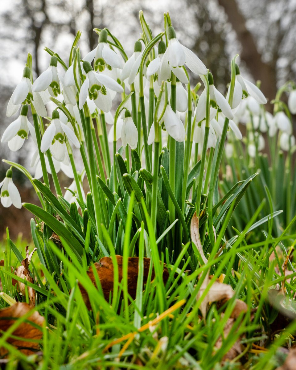 Flowerbulbs.com tweet media