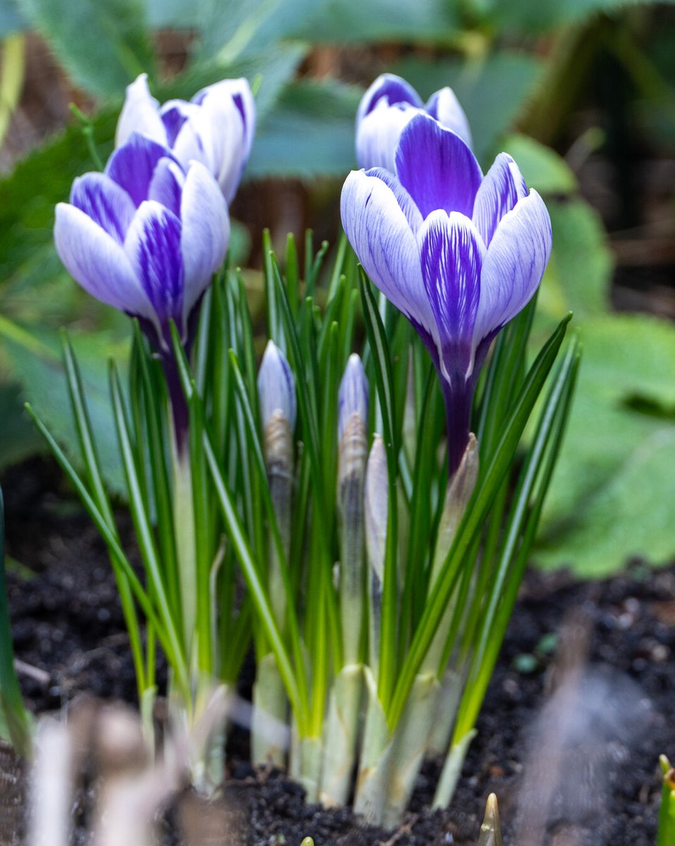 Flowerbulbs.com tweet media