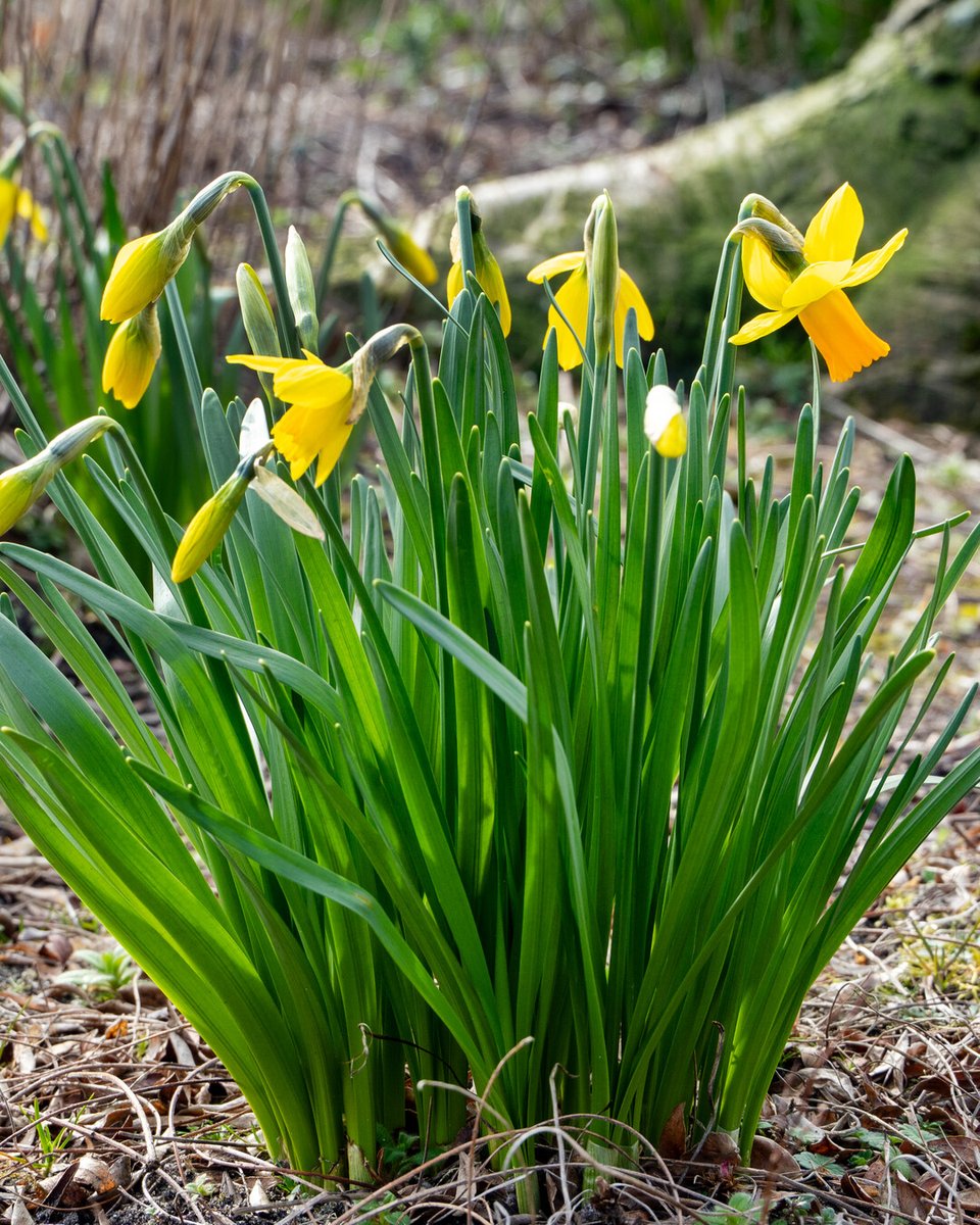 Flowerbulbs.com tweet media