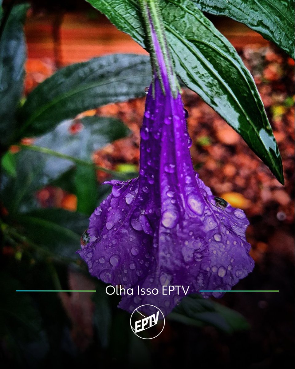 eptvoficial's tweet photo. Bom dia! ☀️🌷 Hoje com essa linda foto diretamente de Araraquara! Foto: @danielilins via Instagram! 

Poste uma foto da sua cidade nas redes sociais com a hashtag #OlhaIssoEPTV #EPTV 🤩📷 https://t.co/64mzrQq7SS