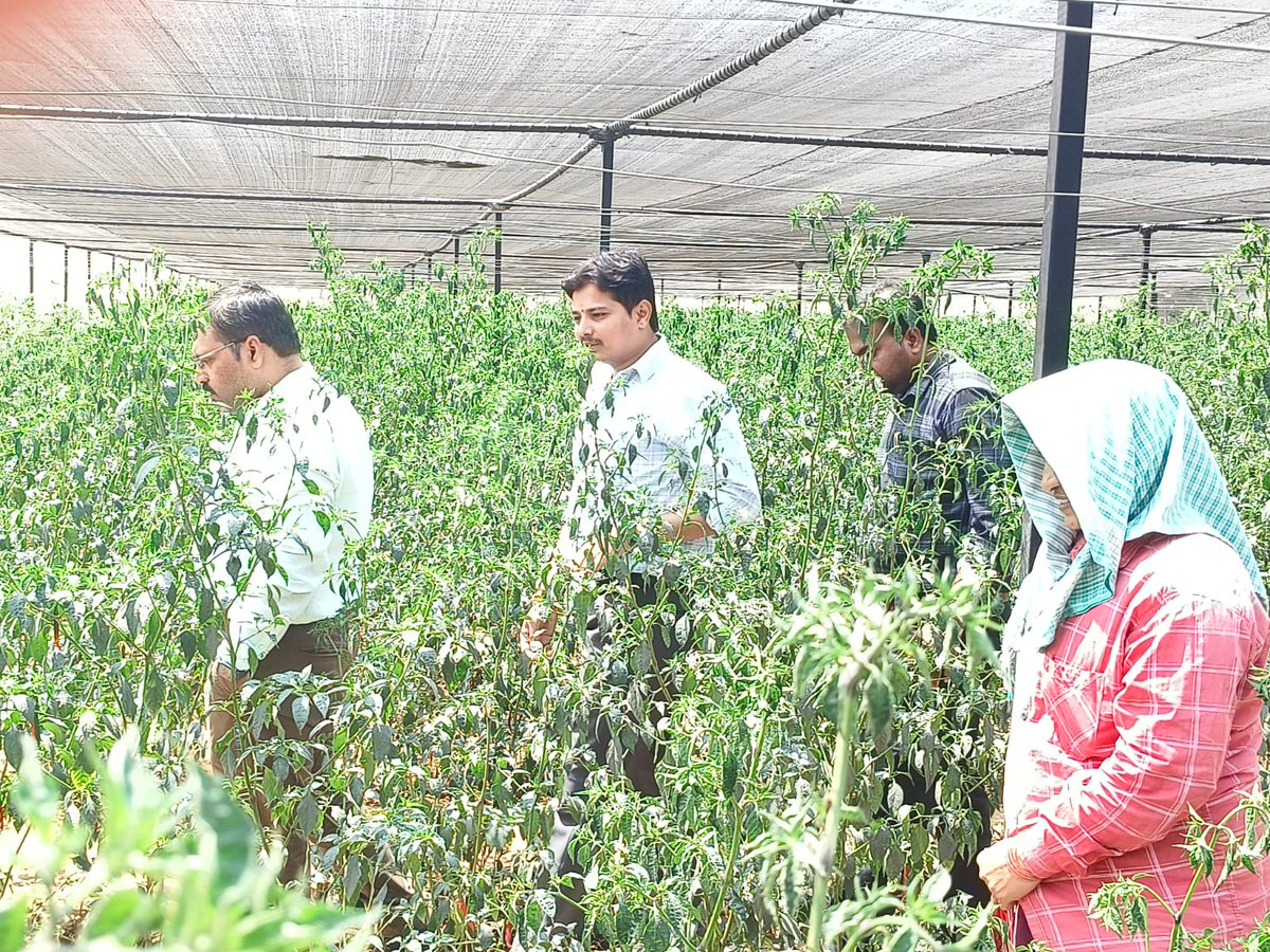 acic_kl's tweet photo. CEO Mr.  Ramankanth Vallabhaneni &amp; ACIC–KL incubation team visited an inspiring organic farming initiative in Martur Village, observing sustainable cultivation of premium chilli &amp; tomato crops and innovative polyhouse climate-controlled farming practices.

#ACICKL  #AgriTech https://t.co/mOPumly0L3