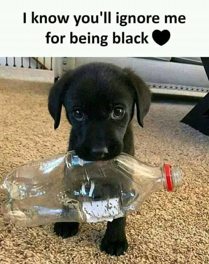 𝕏 Dogs tweet media