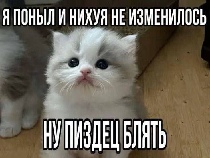 catsilcats's tweet photo. https://t.co/sQBxkxSEAb