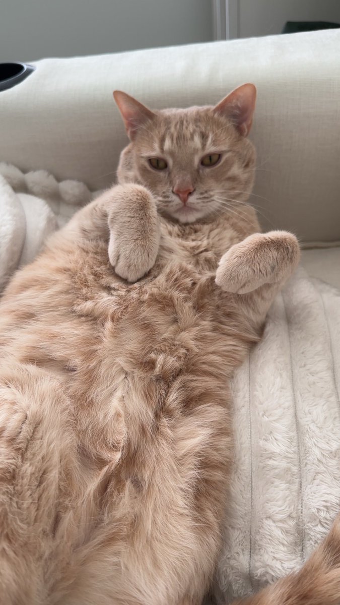 Zeus 🐱 Apollo 🐱 tweet media