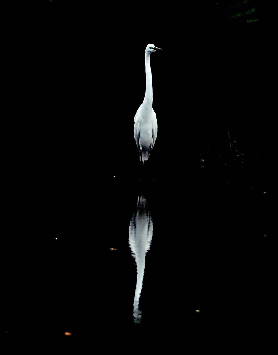 abrachan's tweet photo. This egret though common was very close. While attempting to click, it flew away into the shade which gave a nice reflection. Everything  happens for a reason..very often for the better.
https://t.co/XAvnkAOlnU https://t.co/fjSYcAJrR9