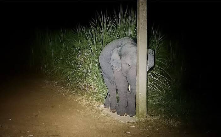 FUNKIBIE! 🪩💥 tweet media