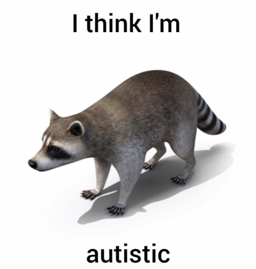 Why you should have a Raccoon (@shouldhaveracc) on Twitter photo 