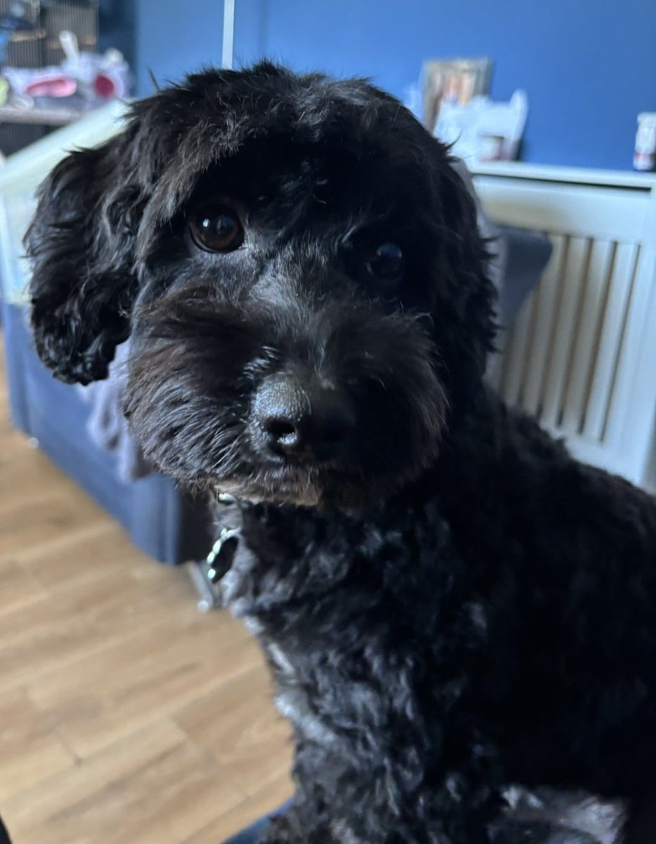 Dexter Cockapoo tweet media