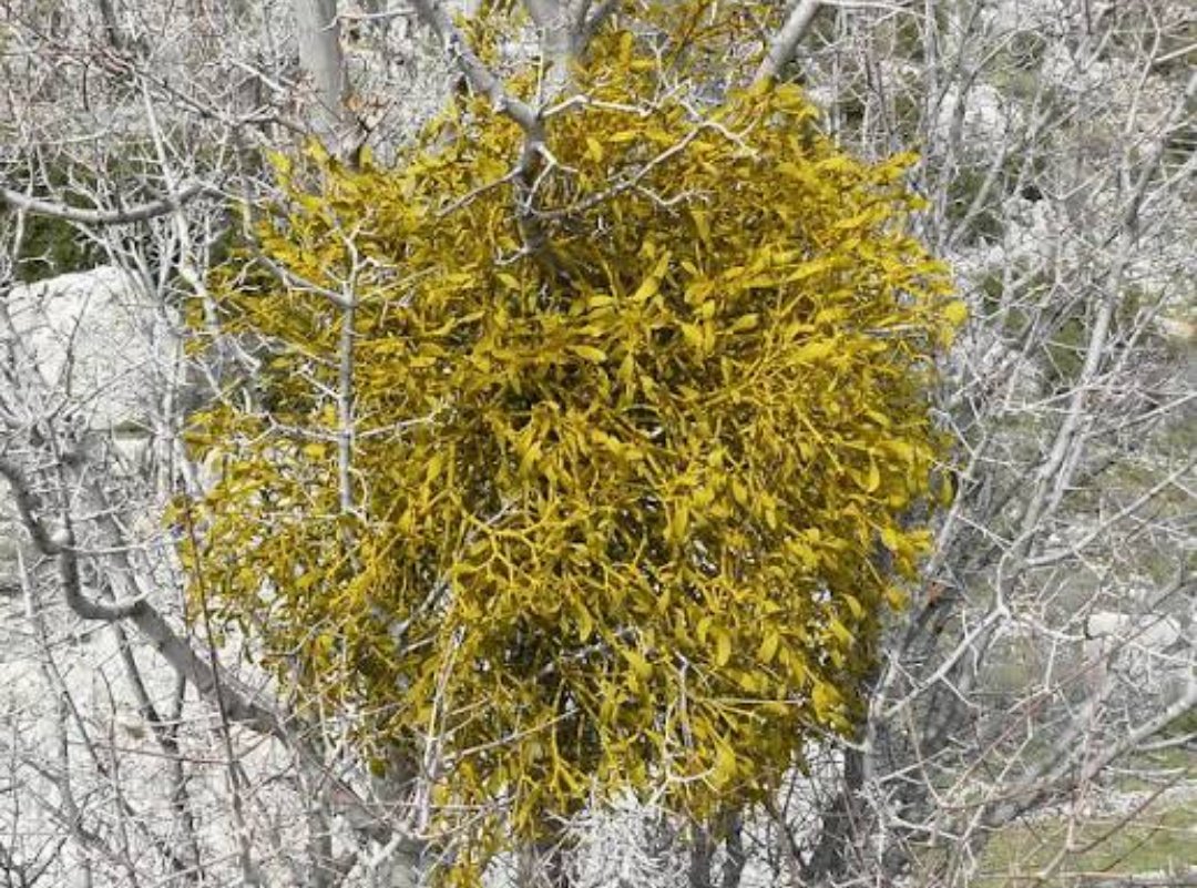 🌇🪲🌇谷一家🎃🍎 tweet media