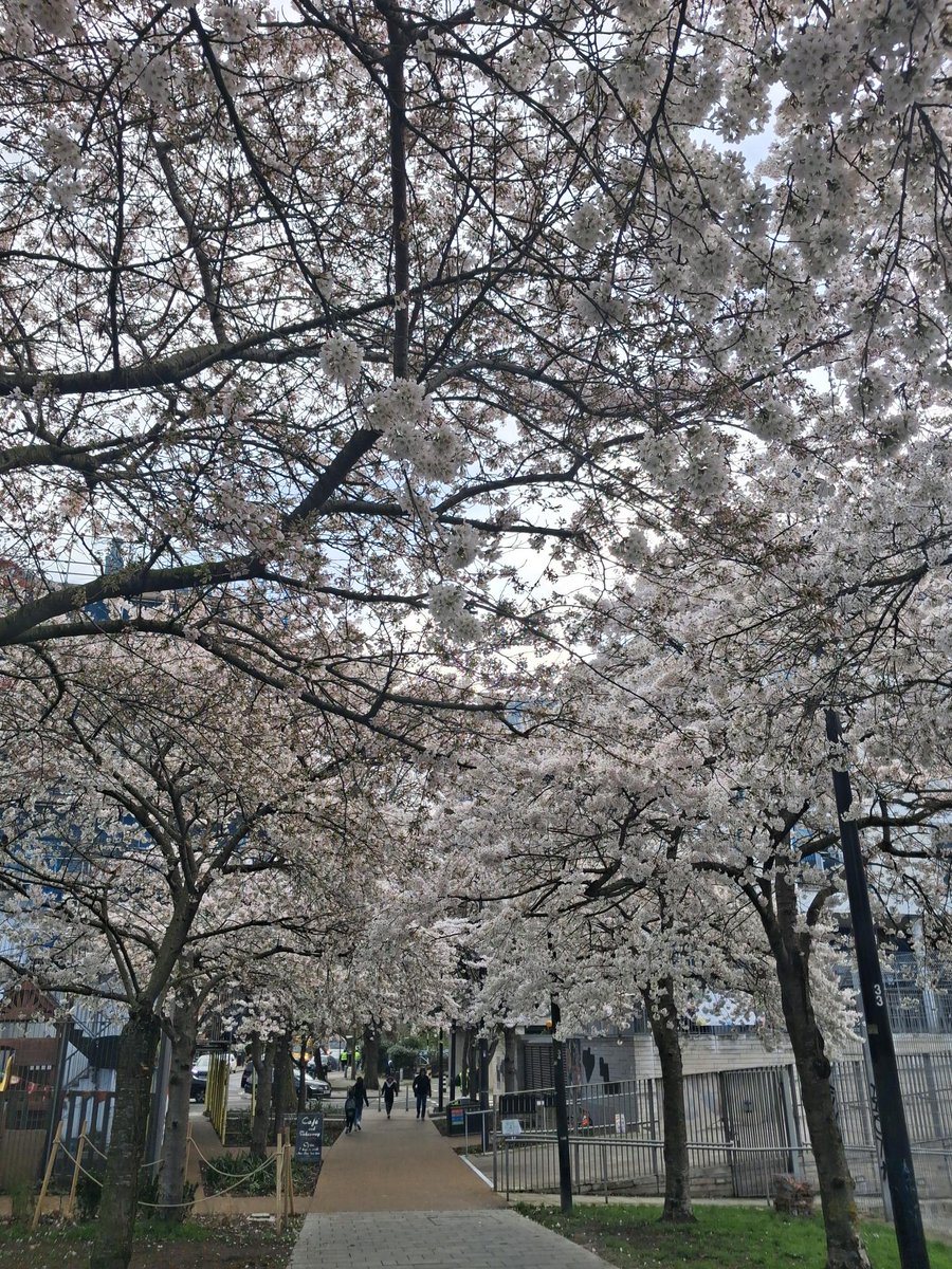 PFTeamJapan's tweet photo. 今年も桜のシーズンが始まりましたね🌸今朝のSwiss cottageは見ごろを迎えていました☺️🍡まだこれから開花を迎える品種もあるようですので、あとはお花見日和を迎えるだけですね☀️

#YMS #London #ワーホリ #お花見 https://t.co/hBPr7sehAz