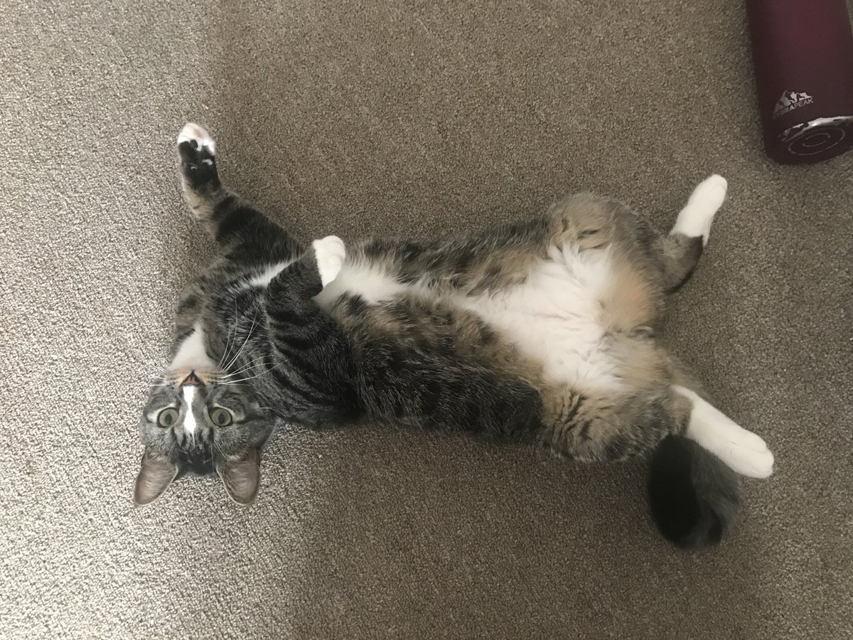 BruceDaWorst tweet media