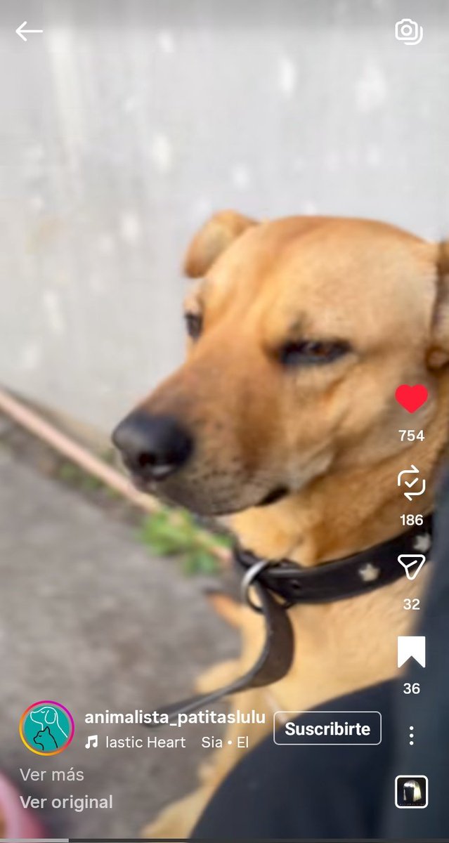 Que tan mierda puedes ser como para , después que decidiste adoptar a una perrita rescatada , retractarte porque encontraste un perro más chico y dar como solución a la rescatista que devuelva a la perrita a la calle ? No sean mierdas, no ilusionen , no es justo 😭