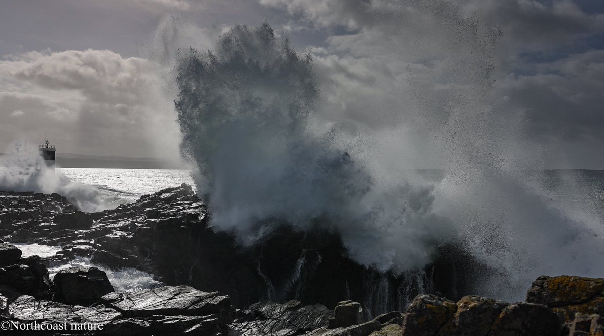 Northcoast Nature tweet media