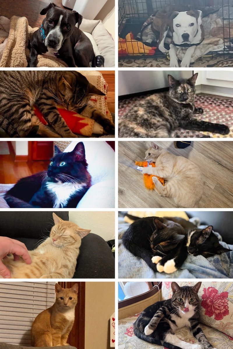 SPCA Tompkins County tweet media