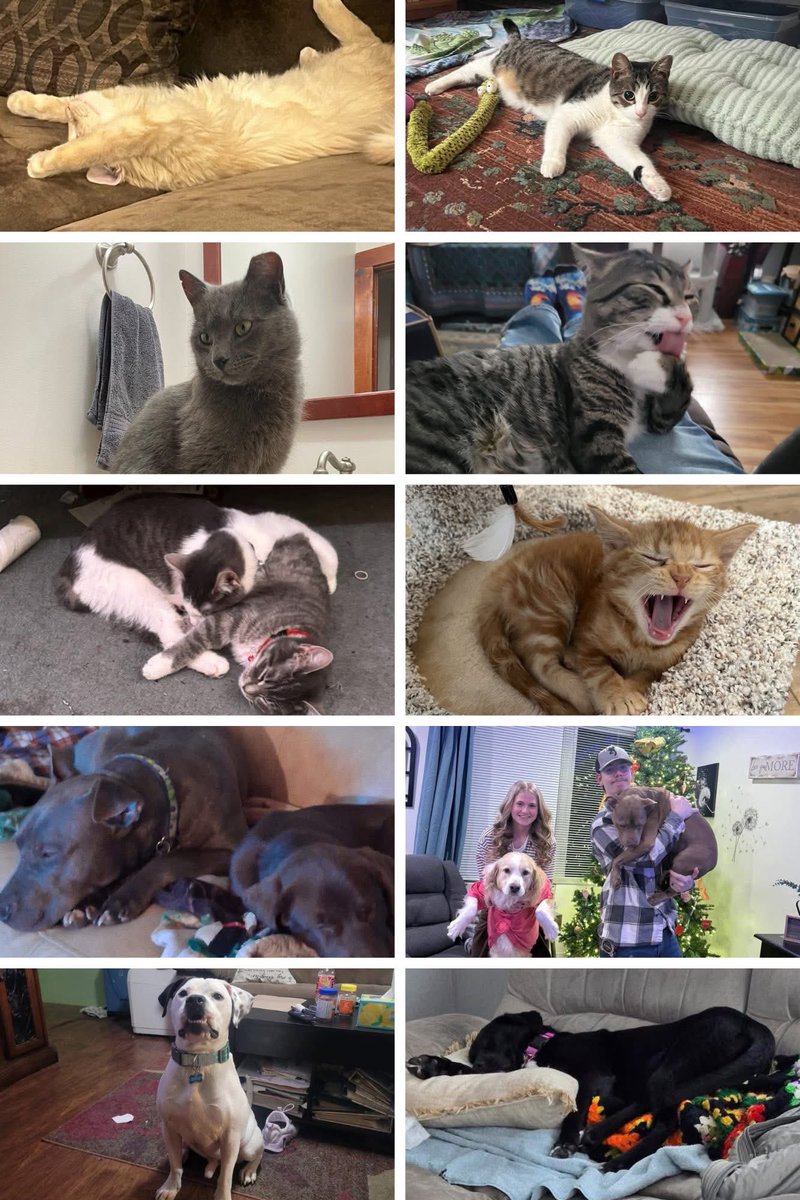 SPCA Tompkins County tweet media