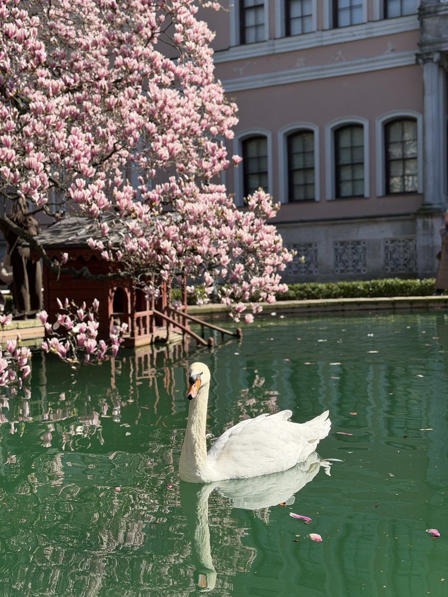 Manolyalar ve kuğular 🦢💕
