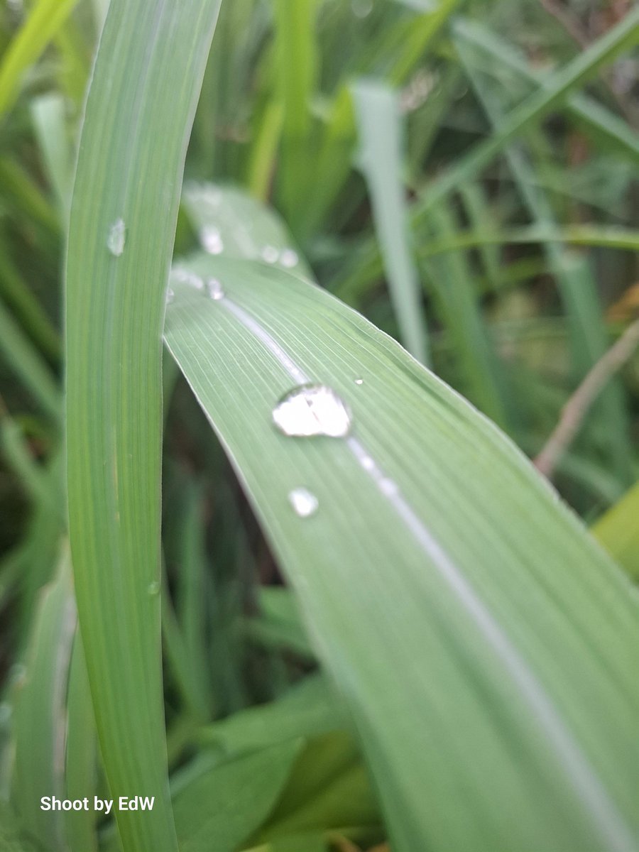 iwindra tweet picture