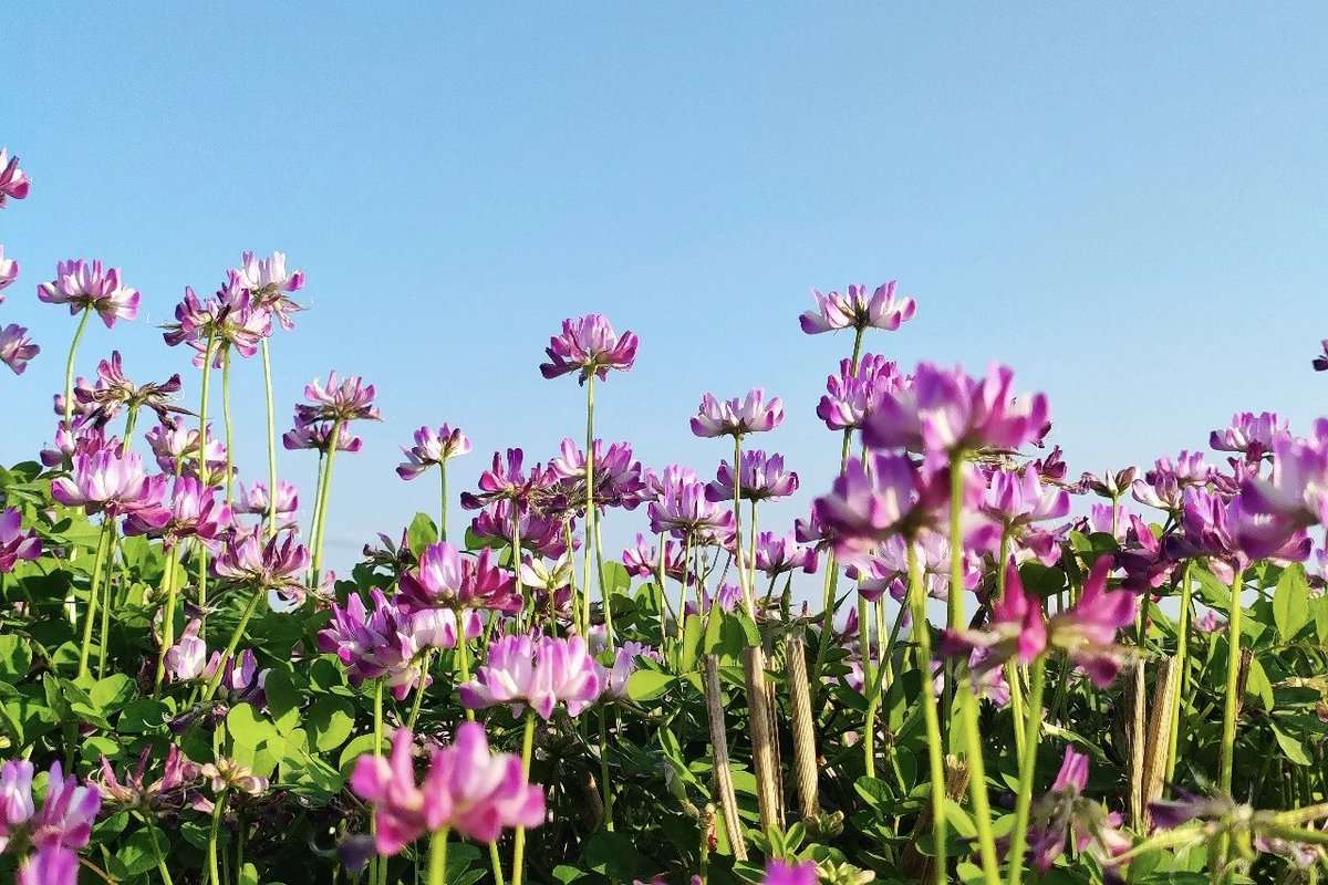 小桂之家 tweet media